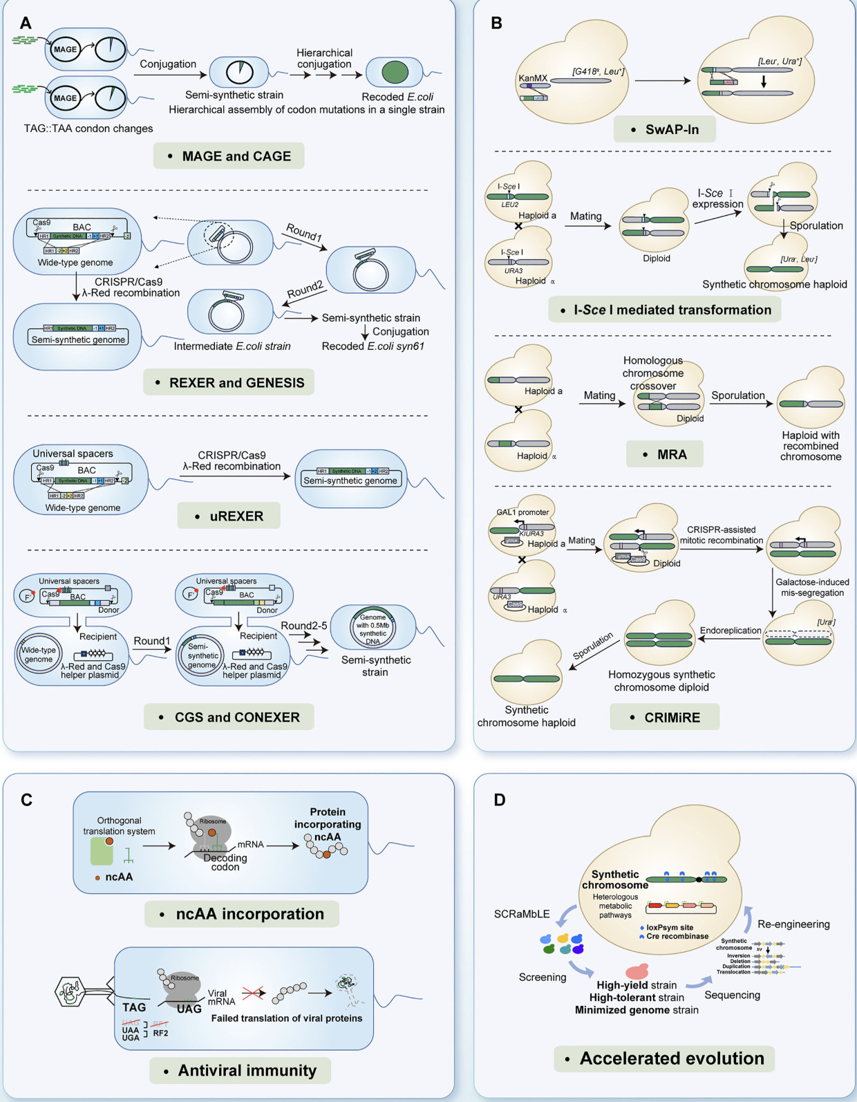 Advances in large DNA fragment assembly for mic...