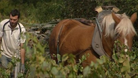 Sa&ocirc;ne-et-Loire : le cheval est de retour dans les vignes - France 3 Bourgogne | Cheval et Nature | Scoop.it