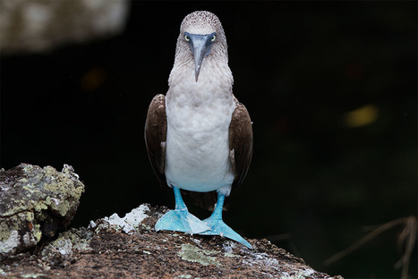 Why So Blue? Evolution and The Blue-footed Booby - Island Conservation | Galapagos | Scoop.it