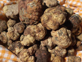 Feste del Tartufo nelle Marche - Nelle Marche in autunno numerose feste dedicate a Re Tartufo | Vacanza In Italia - Vakantie In Italie - Holiday In Italy | Scoop.it