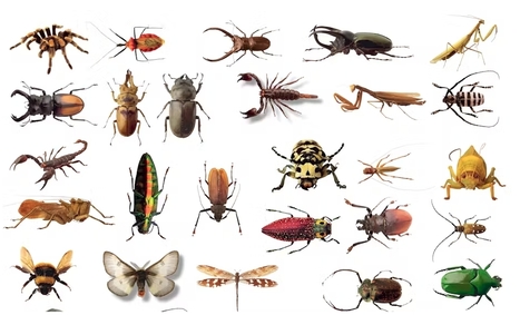 Faut-il renommer le vivant ? Les controverses au cœur de la nomenclature taxonomique | Insect Archive | Scoop.it