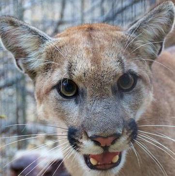 Rat Poison Blamed For Death of Mountain Lion In Santa Monica Mountains; Sign Of Bigger Problem | KCLU | Coastal Restoration | Scoop.it