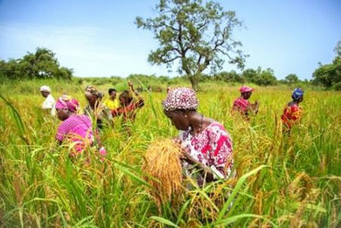 Sénégal : la BAD fait un don de 20 millions $ pour renforcer la sécurité alimentaire dans les régions de Louga, Matam et Kaffrine | Questions de développement ... | Scoop.it