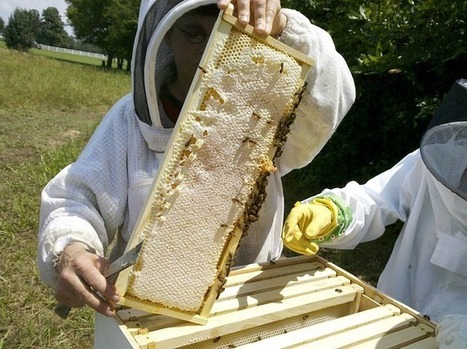 L'importance des compétences des vétérinaires apicoles | EntomoNews | Scoop.it