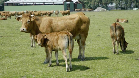 Viande bovine : des producteurs lancent un appel au gouvernement | Actualité Bétail | Scoop.it