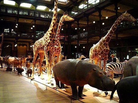 Planète sans visa » L’UICN défend-elle vraiment la nature ? | Chronique des Droits de l'Homme | Scoop.it