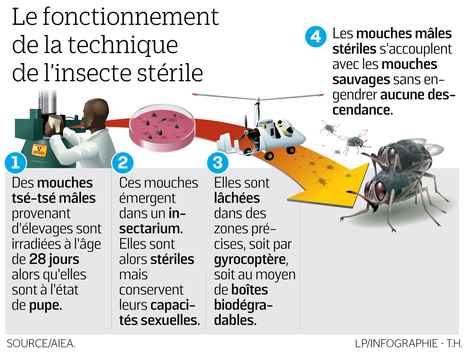 Une piste sérieuse pour éradiquer les moustiques-tigres à la Réunion | EntomoNews | Scoop.it