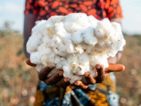 Cotton made in Africa bolsters Aid by Trade success | consumer psychology | Scoop.it