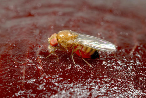 Ganaspis cf. brasiliensis (souche G1) : une guêpe parasitoïde pour combattre la drosophile à ailes tachetées | INRAE INSTIT | EntomoNews | Scoop.it