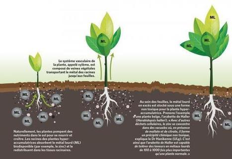 Des plantes pour dépolluer les sols ? - Le Soir | Reconversion de friches | Scoop.it