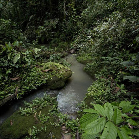 Ask an Amazon Expert: Why We Can't Afford to Lose the Rainforest | RAINFOREST EXPLORER | Scoop.it