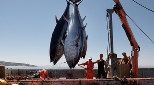 Humans have tripled mercury levels in upper ocean | Coastal Restoration | Scoop.it