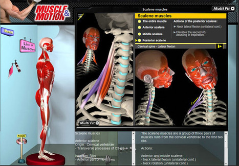 FREE Muscle Motion Animations | Educación Física. Compartiendo en la Red | Scoop.it