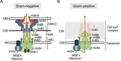 Type IV Secretion Systems: Reconciling Diversity Through a Unified Nomenclature | fems rev | RMH | Scoop.it