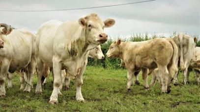 La FNB appelle à la reconnaissance de l'élevage bovin français | Actualité Bétail | Scoop.it