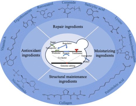 Progress in the Biosynthesis of Cosmetic Ingredients through Engineering of Saccharomyces cerevisiae | asb | RMH | Scoop.it