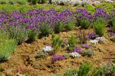 SPHAIGNE DE MADAGASCAR ET BRANDE DE BRUYERE : Des produits naturels pour le paysage | HORTICULTURE | Scoop.it