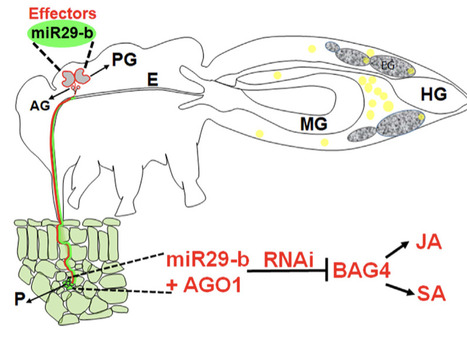 Insects manipulate plant immunity via a cross-kingdom small RNA effector | mpt | RMH | Scoop.it