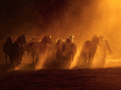 Les photos de chevaux de Wojtek Kwiatkowski  (galerie) | Salon du Cheval | Scoop.it