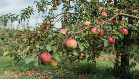 F&L : L&rsquo;arcure&nbsp;: l&rsquo;alternative &agrave; la taille des arbres fruitiers pour booster la production de fruits sans tailler | FRUITS ET L&Eacute;GUMES | Scoop.it
