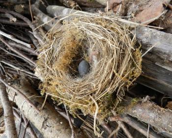 La saison des nids pour les oiseaux | Garidech | Scoop.it