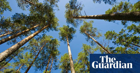 Repeated periods of heat and drought causing some trees to die – study | Climate crisis | The Guardian | Agents of Behemoth | Scoop.it