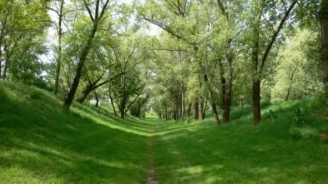 Bulletins de veille sur la nature en ville par Plante et Cité | ECOLOGIE - ENVIRONNEMENT | Scoop.it