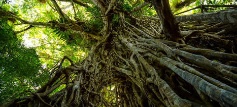 Can fig trees regrow lost rainforests? | RAINFOREST EXPLORER | Scoop.it
