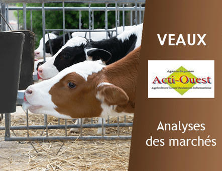 Veaux – Les tarifs sont sensiblement reconduits dans les laitiers | Actualité Bétail | Scoop.it