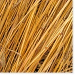 Guide des ravageurs de sol en grandes cultures | Le Bulletin des Agriculteurs | SCIENCES DU VEGETAL | Scoop.it