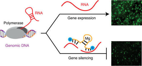 A biologically stable DNAzyme that efficiently silences gene expression in cells NCM | RMH | Scoop.it