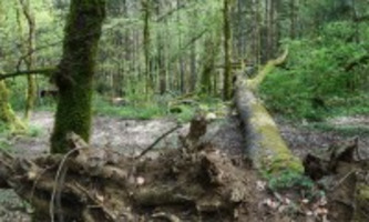 Enquête sur les risques en forêt - FNCOFOR | Environnement - Développement durable - Climat | Scoop.it