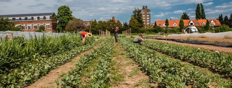 Cultiver la ville, une dynamique globale | ESPACES VEGETALISES URBAINS | Scoop.it