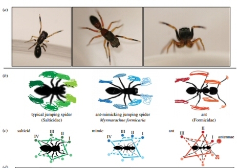 Araignée singe fourmi : tout est dans la démarche | EntomoNews | Scoop.it