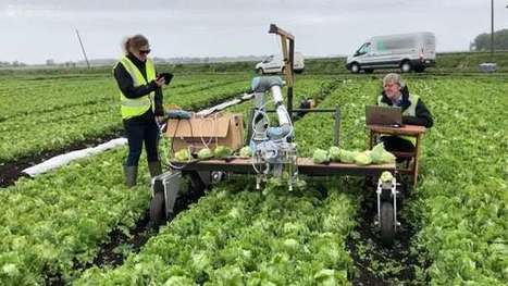 Machine learning helps robot harvest lettuce for the first time | iPads, MakerEd and More  in Education | Scoop.it