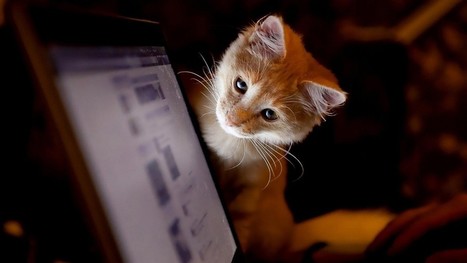 Computer Cats | Tony Lea | 16s3d: Bestioles, opinions & pétitions | Scoop.it