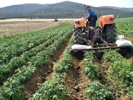 ALGÉRIE : Secteur de l’agriculture à Bouira : Le manque de financement plombe les petits exploitants  | CIHEAM Press Review | Scoop.it