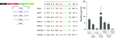 Defining the high-translational readthrough stop codon context | PLOS | RMH | Scoop.it