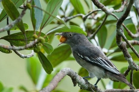 L&rsquo;indispensable voyage des plantes | Une Saison en Guyane | Biodiversit&eacute; | Scoop.it