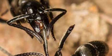 Fourmis : comment elles protègent la colonie des infections | EntomoNews | Scoop.it