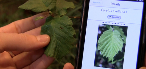 Pl@ntNet : l'équivalent de Shazam pour identifier les fleurs | Boîte à outils numériques | Scoop.it