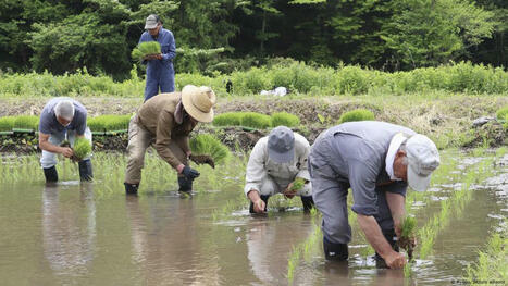 JAPAN: Could rice turn from staple to luxury? | Revue de presse - Club DEMETER | Scoop.it
