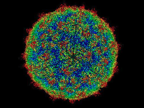 The Cold Virus 'Hides' and Multiplies in the Tonsils and Adenoids, Even in People Without Symptoms | Virus World | Scoop.it