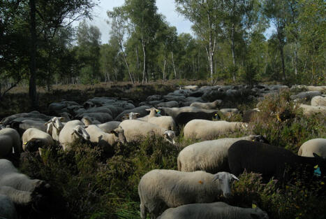 Les moutons envoyés pour défricher la forêt de Rambouillet, une première depuis le siècle dernier | Paysage - Agriculture | Scoop.it