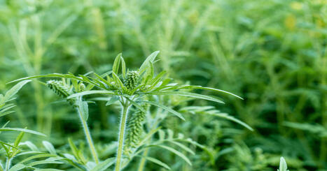 Are Your Allergies Worse This Season? Climate Change and Pollution Might Be to Blame. | by&nbsp;Sophie Hurwitz | MotherJones.com | @The Convergence of ICT, the Environment, Climate Change, EV and HEV Transportation & Distributed Renewable Energy | Scoop.it