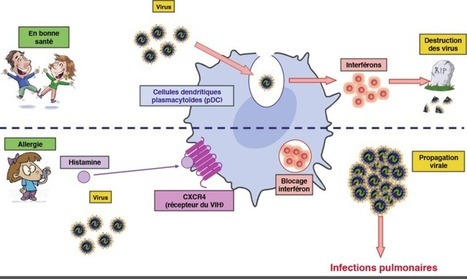 Allergique, et plus sensible aux infections virales : la double peine | EntomoNews | Scoop.it
