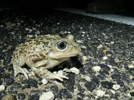 Calavon : sauvons le crapaud à couteaux ! | Regards croisés sur la transition écologique | Scoop.it