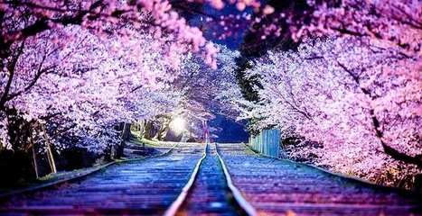 21 Stunning Photos Of The Spring Cherry Blossoms In Japan (It's Happening Right Now!) | Everything Photographic | Scoop.it