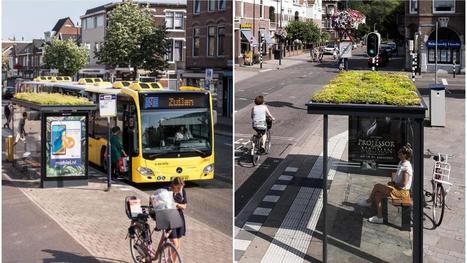 Pays-Bas : Utrecht installe 316 abribus végétaux pour sauver les abeilles | LE GRAND NORD | Scoop.it