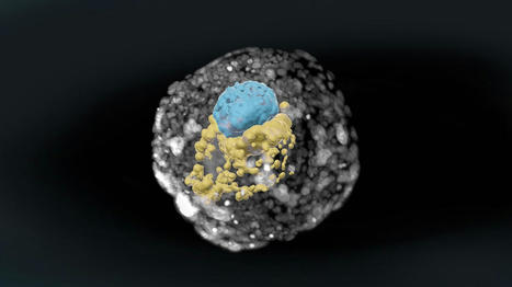 L'av&egrave;nement de l'embryon de synth&egrave;se : des perspectives scientifiques et &eacute;thiques vertigineuses | Bio&eacute;thique & Procr&eacute;ation | Scoop.it